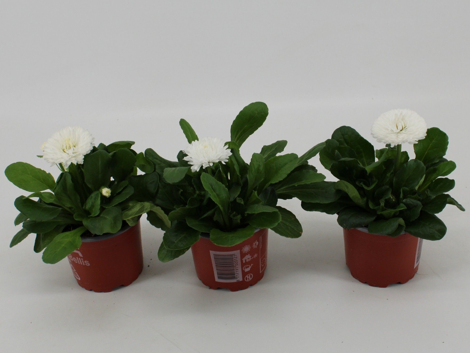 bellis Perennis Dubbel bloemig Wit, D 10,5