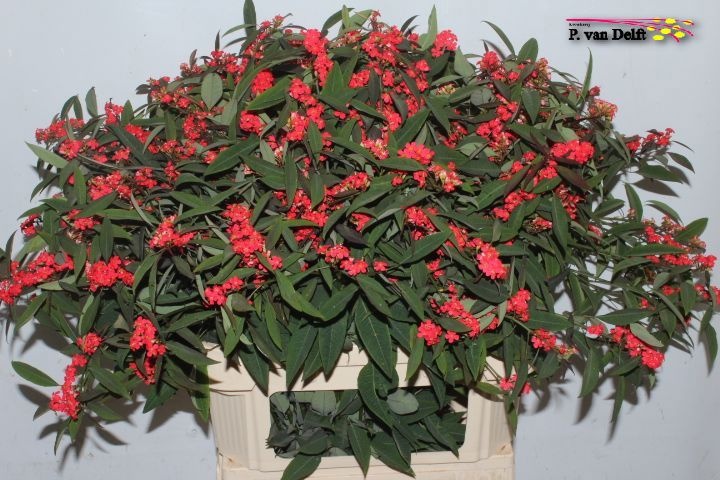 Эуфорбия куст. Мариелль 80, шт.