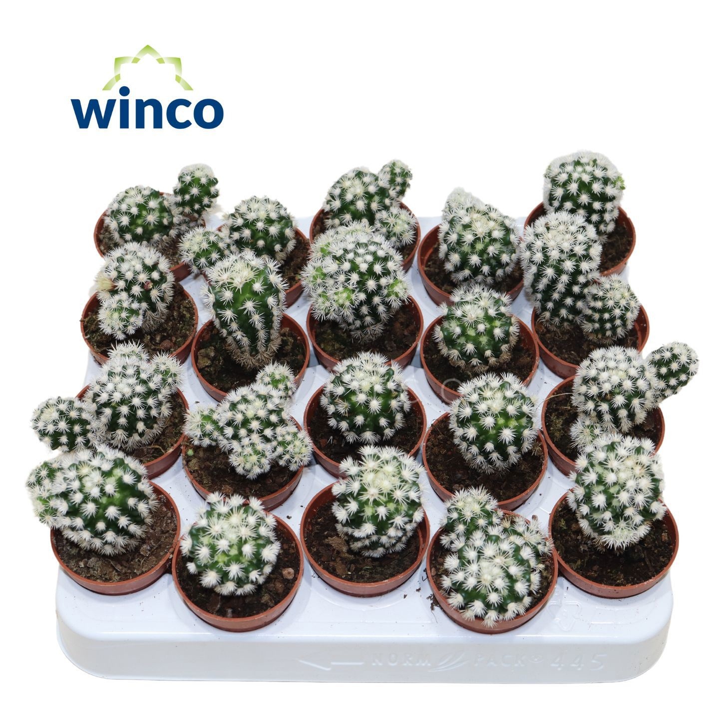 Mammillaria Gracilis (Snowcap), D 5,5