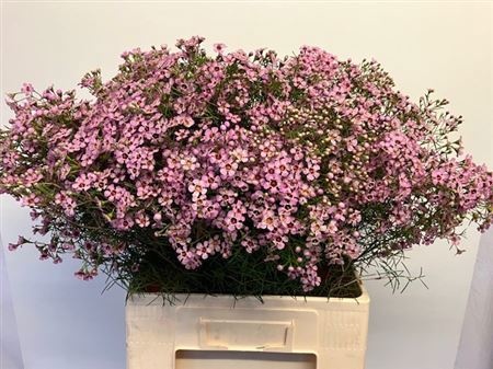 Шамелациум Юпитер Солар 70 (светло-роз.), шт.