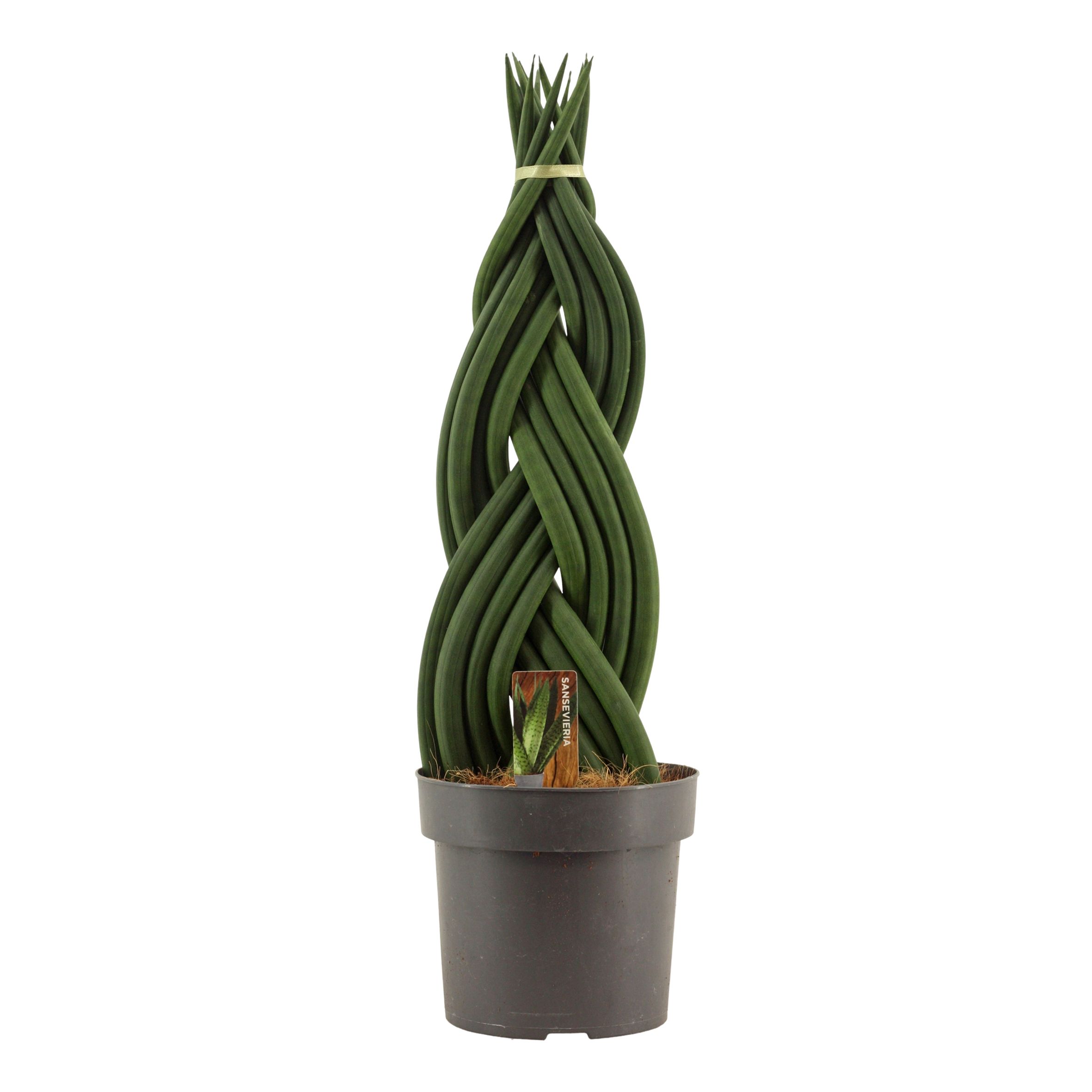 Sansevieria Cylindrica 17 cm Braid, D 17