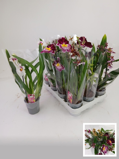 ORCHIDEEEN GEM, D 9 cm