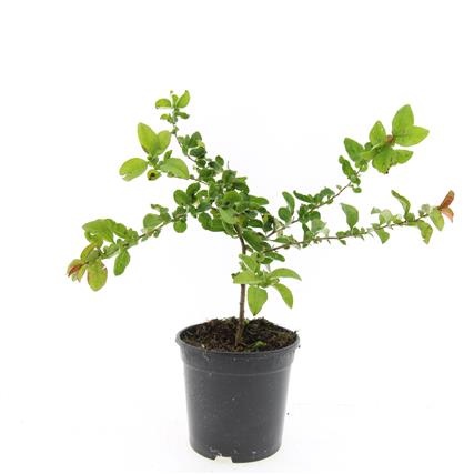 Chaenomeles sup. 'Texas Scarlet', D 14 cm