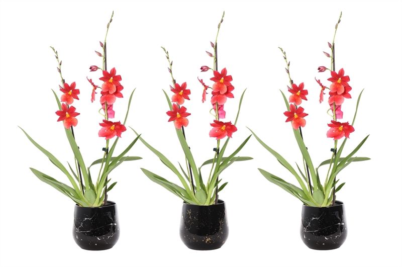 Stoneware p12 Rhonda gold Cambria Nelly Isler 2T16+, D 12