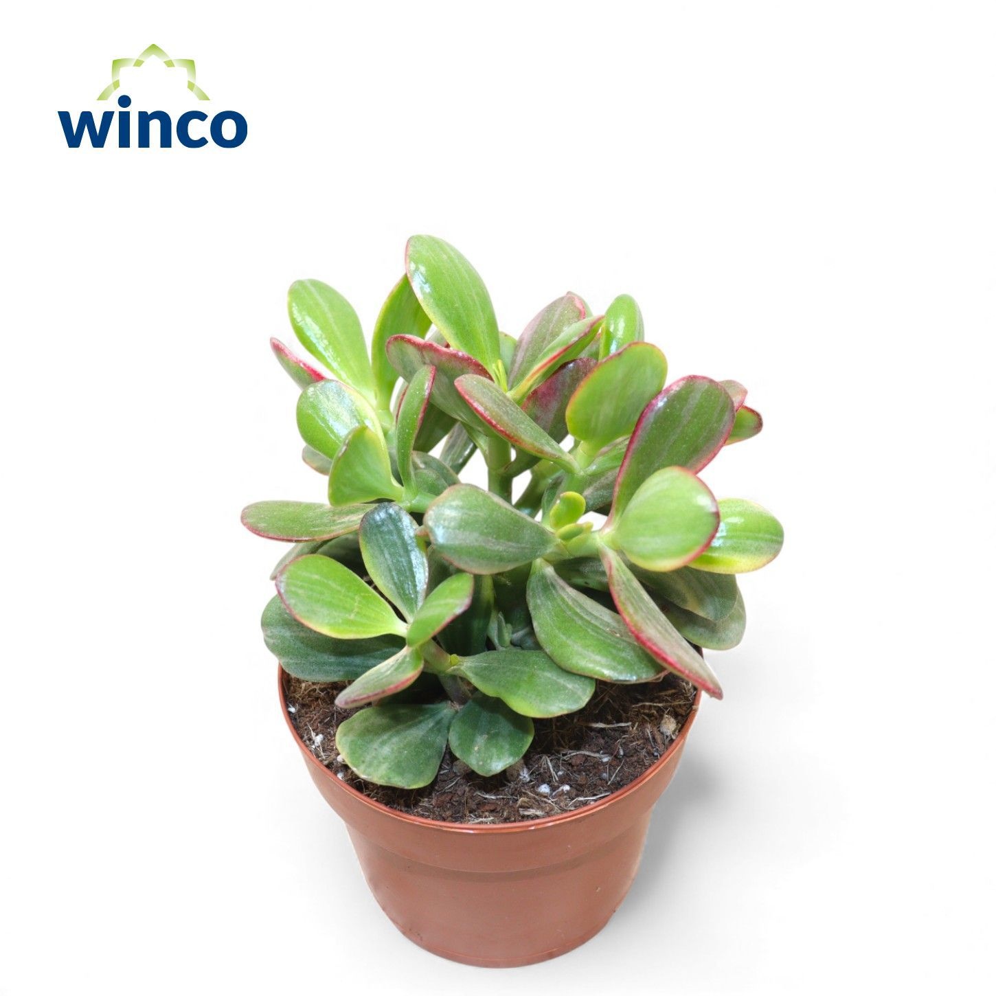 Crassula Ovata Tricolor, D 12