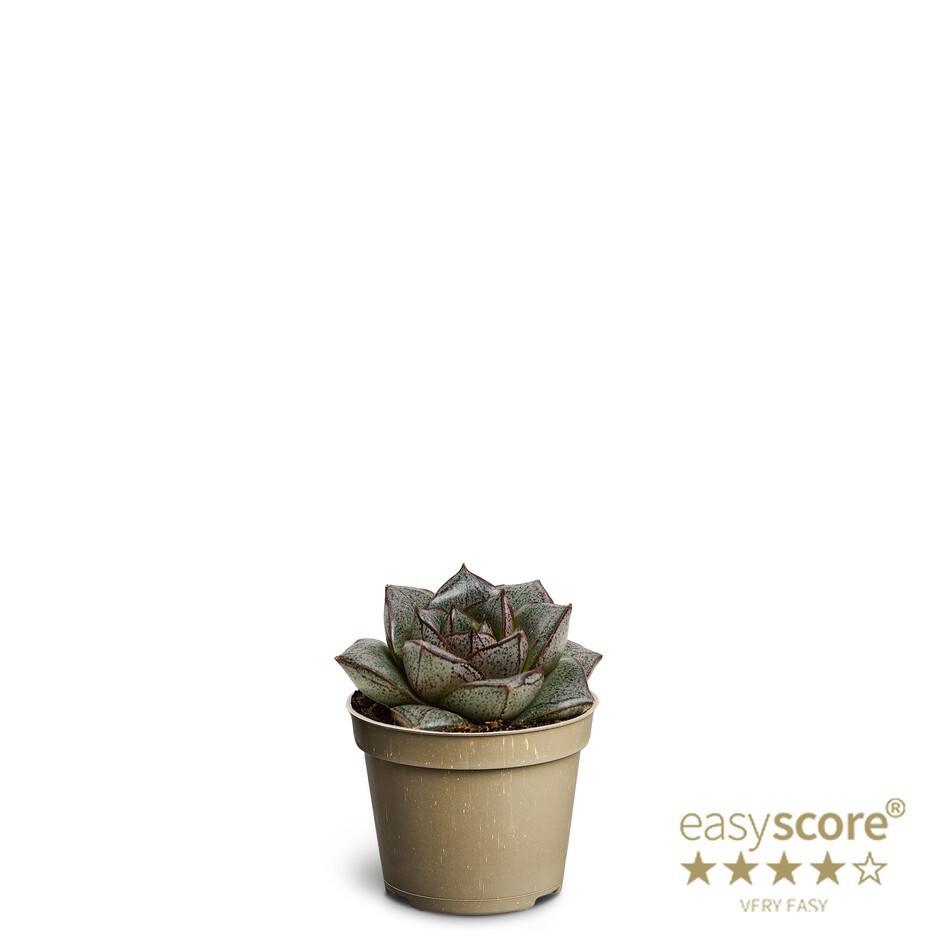 ECHEVERIA-HYBRID 'Purpureum', D 6 cm