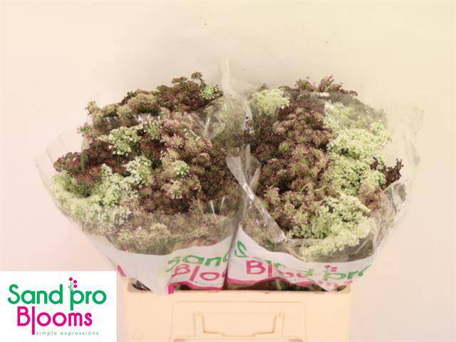 Амми Даукус Карота Дара 60, шт.