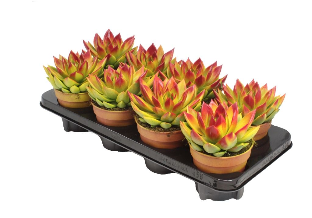 Miranda bicoloured yellow/red, D 12