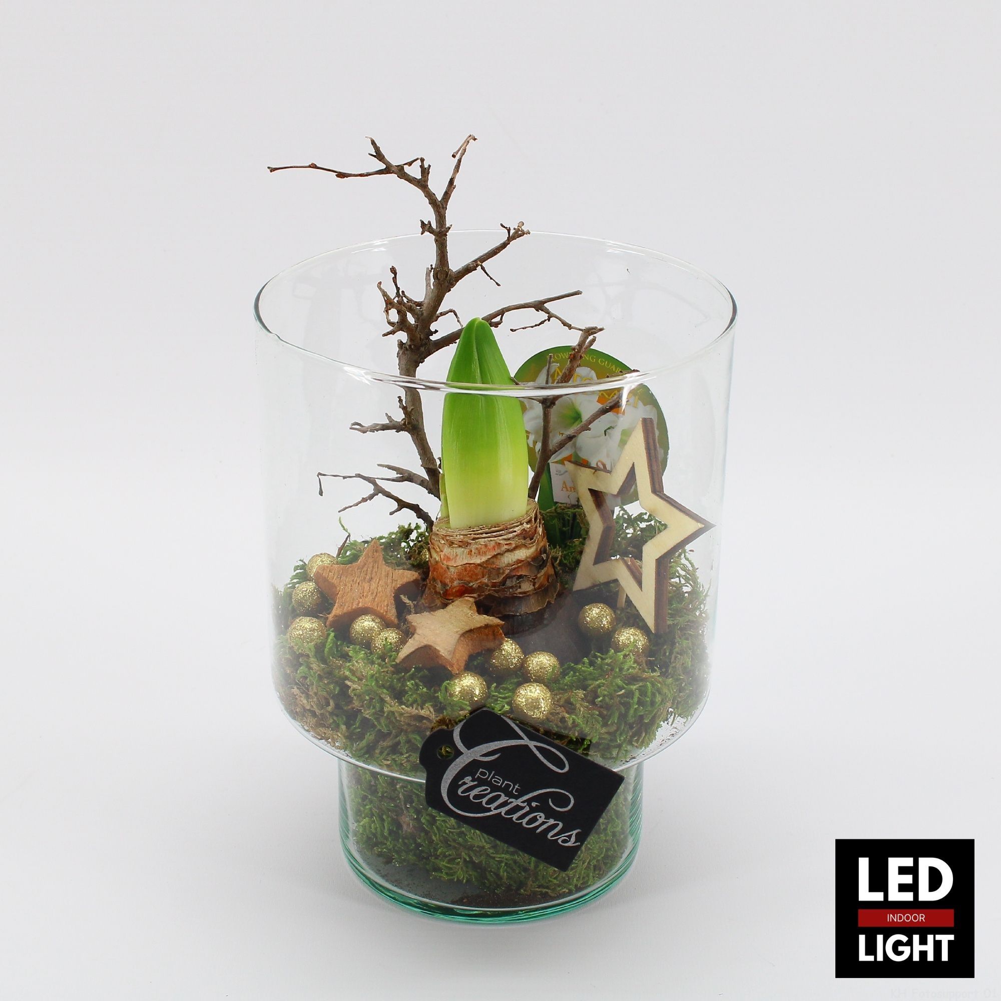 HICR-2505WLED Kerst Amaryllis, D 15 cm