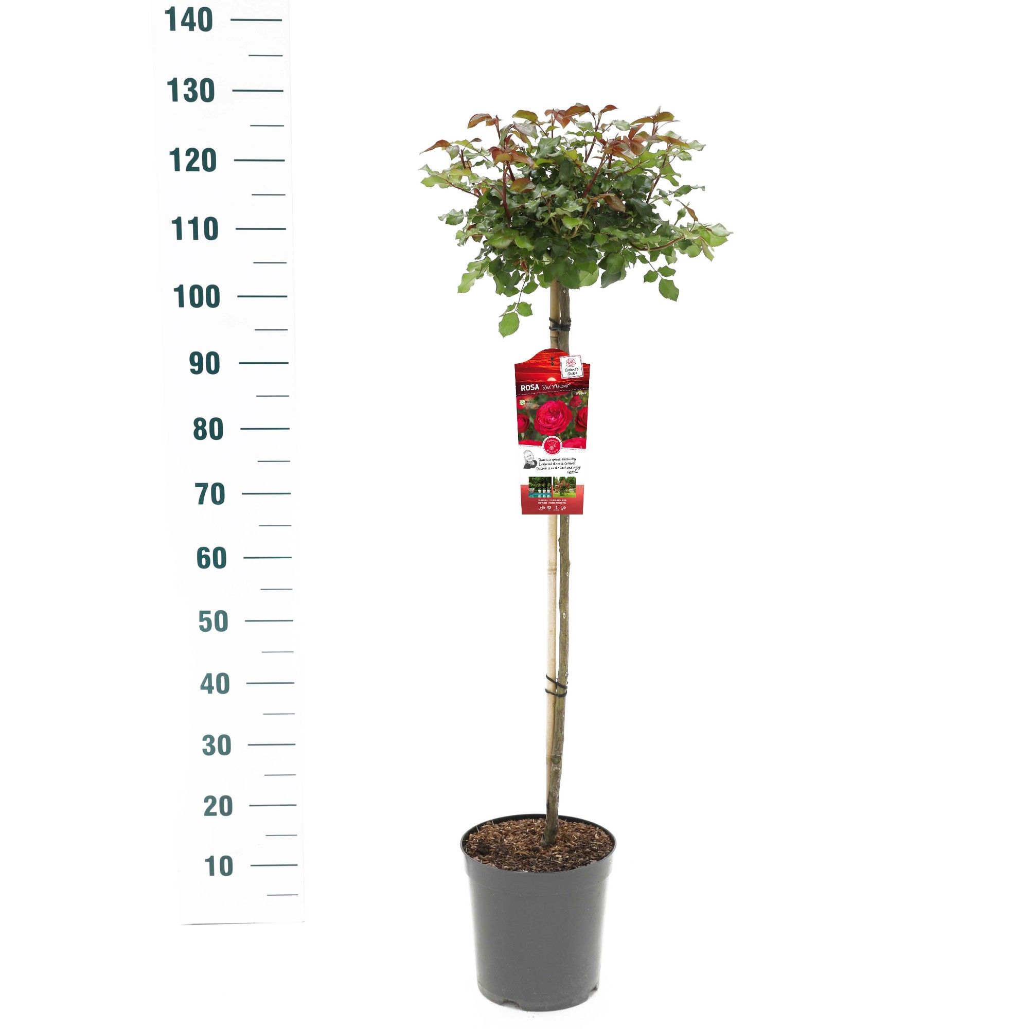 Rosa 'Red Meilove' - 90 Stam - Exclusive Collection, D 24 cm