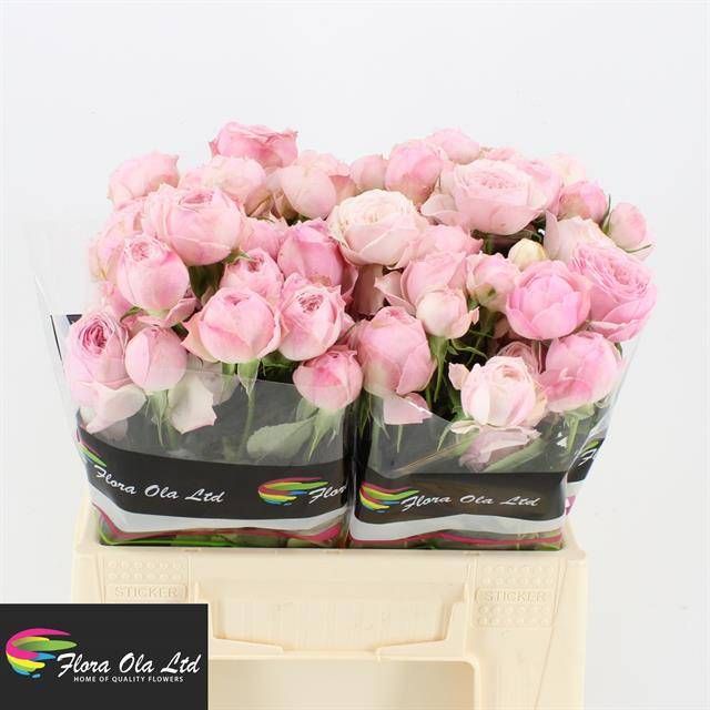 Роза куст. Мэнсфилд Пинк Парк 40, шт.