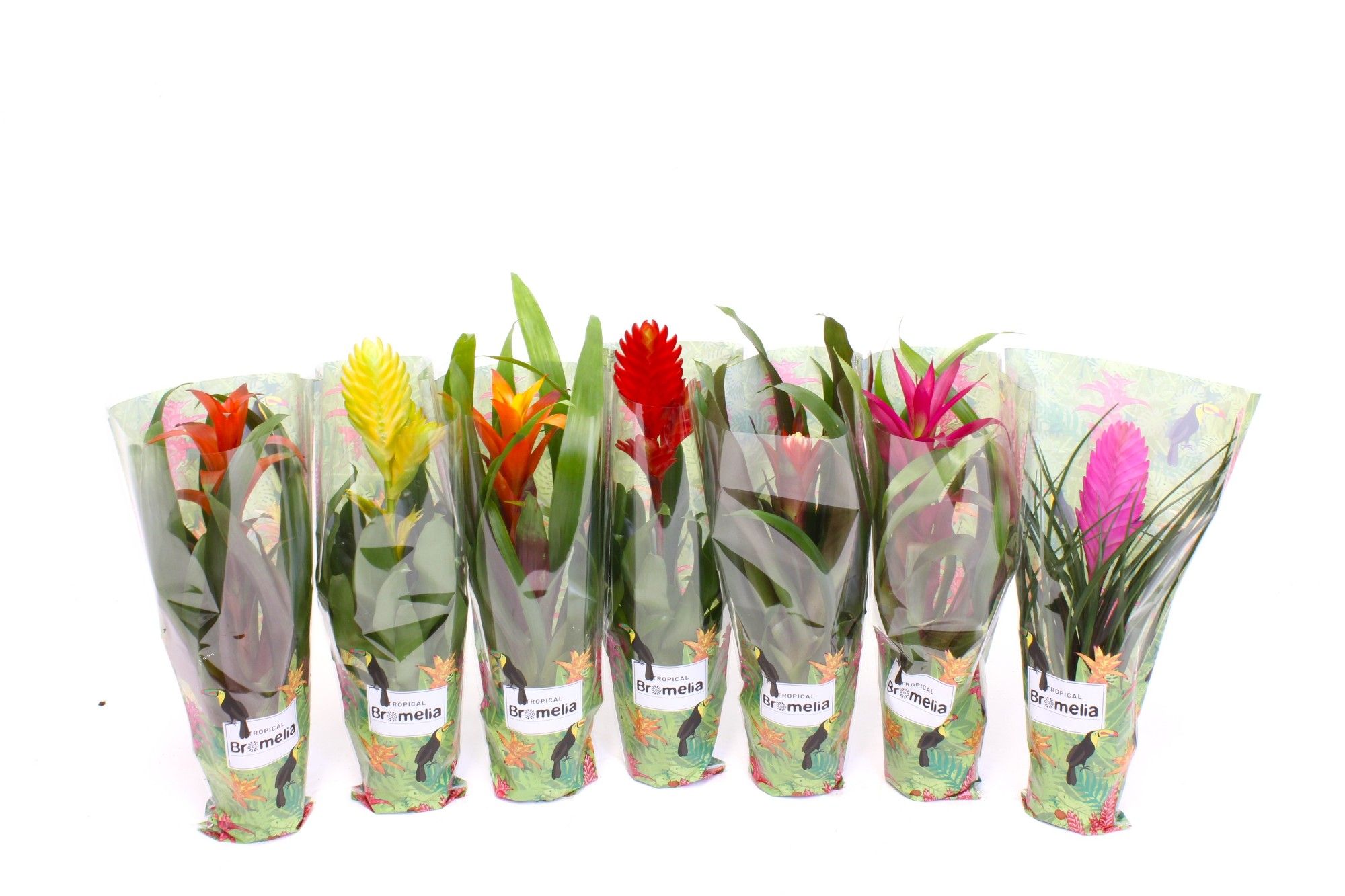 Bromelia Tropical Sleeve 9cm, D 9