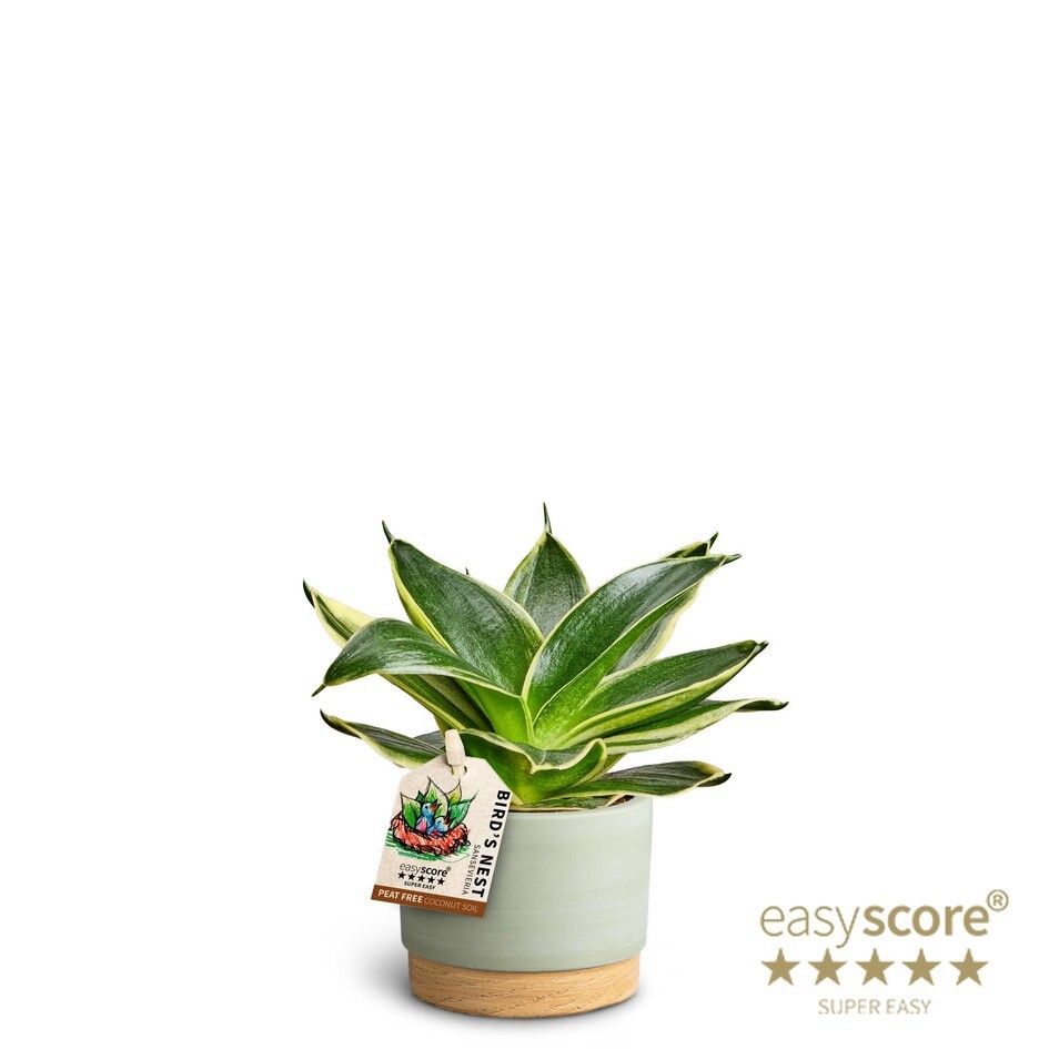 SANSEVIERIA TRIFASCIATA 4063386 Woodbase 'HAHNII', D 6 cm