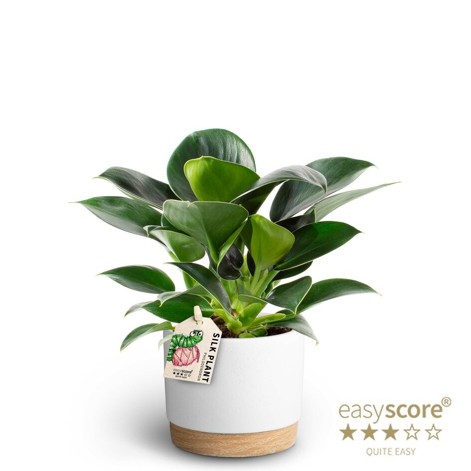 Woodbase White, Philodendron ´Green Princess´, D 10 cm