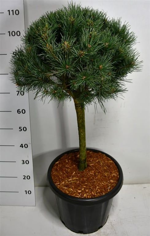 Pinus sylvestris 'Watereri', D 38