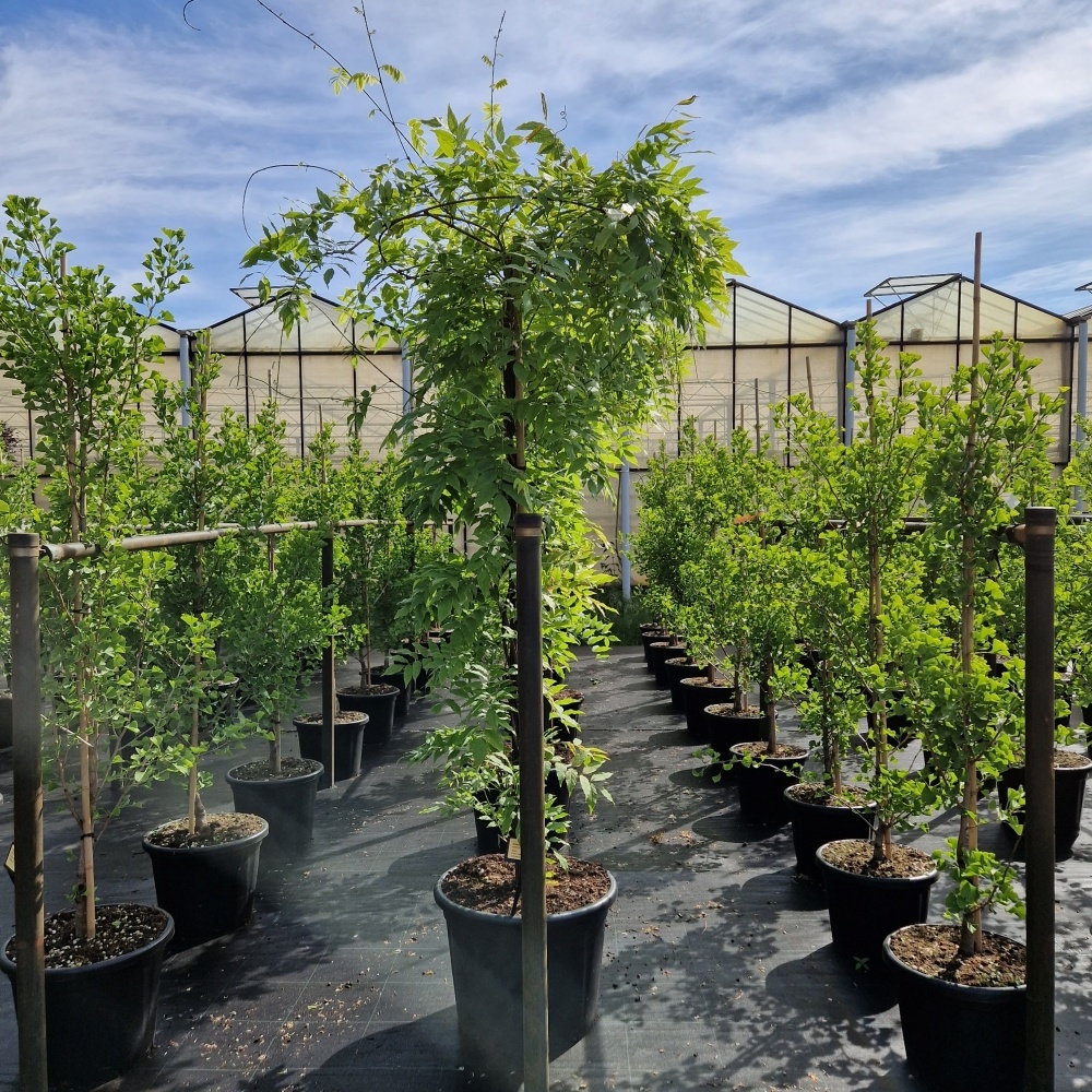 Wisteria sinensis 'Alba', D 55 cm