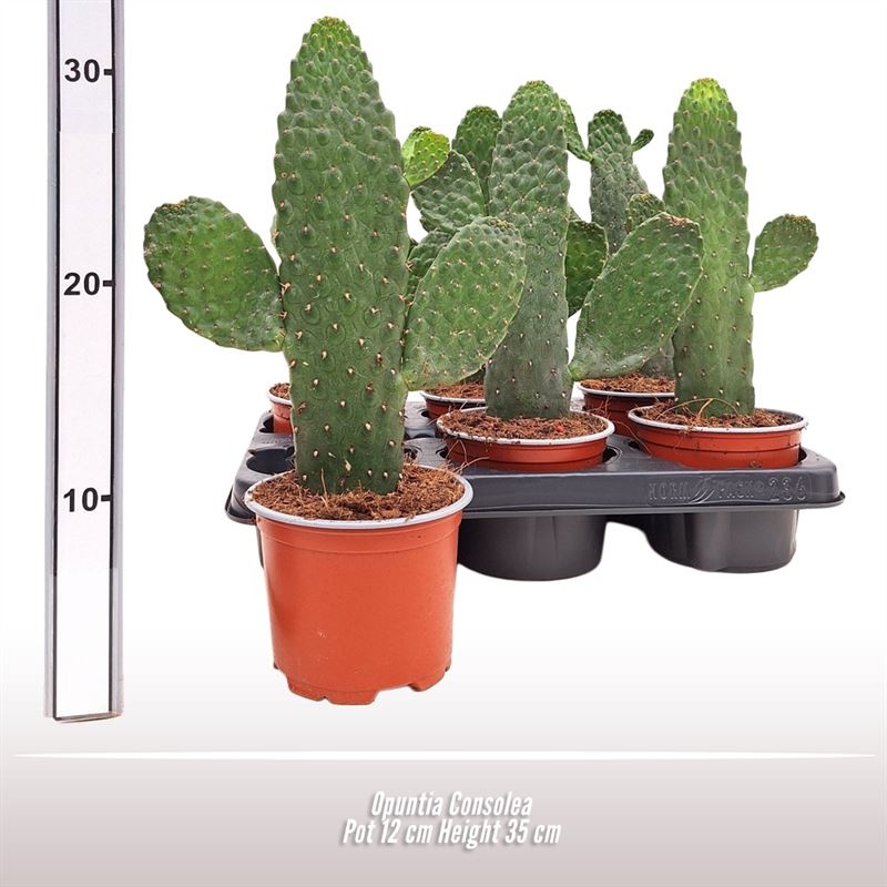 Opuntia Consulea, D 12