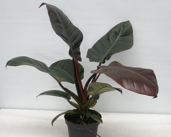 PHILODENDRON ERUBESCENS 'BLACK CARDINAL', D 13
