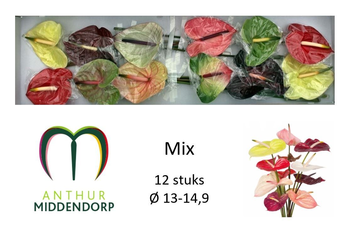 Антуриум Микс x12, шт.