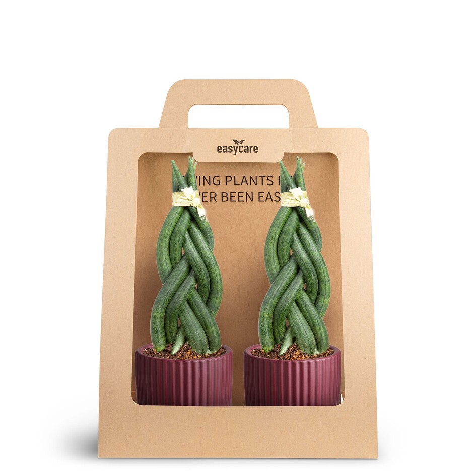 SANSEVIERIA 30690013 2-Pack Nordic Aubergi, D 7