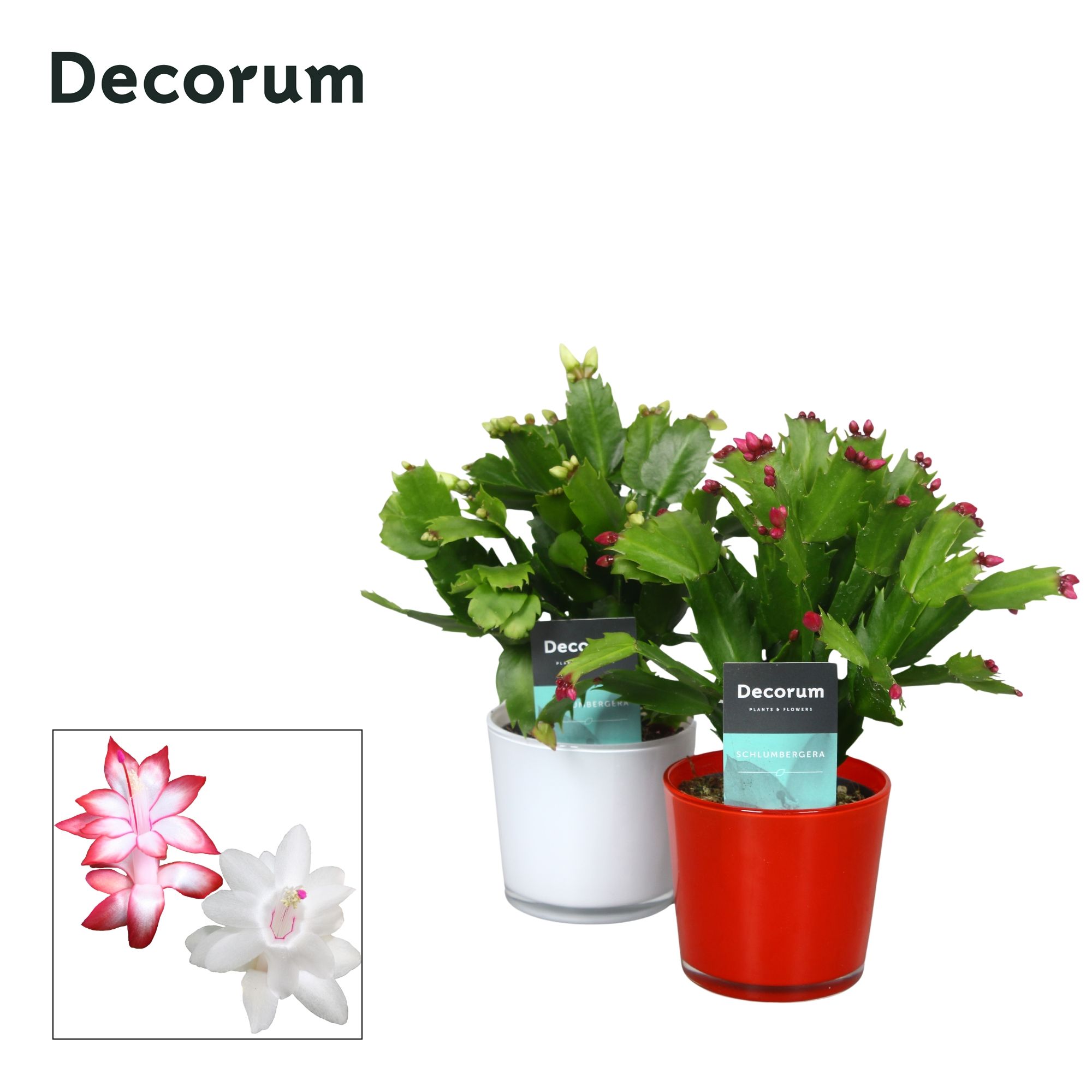 Schlumbergera - 9 cm - Glaspot Nashville red/white - Decorum, D 9 cm