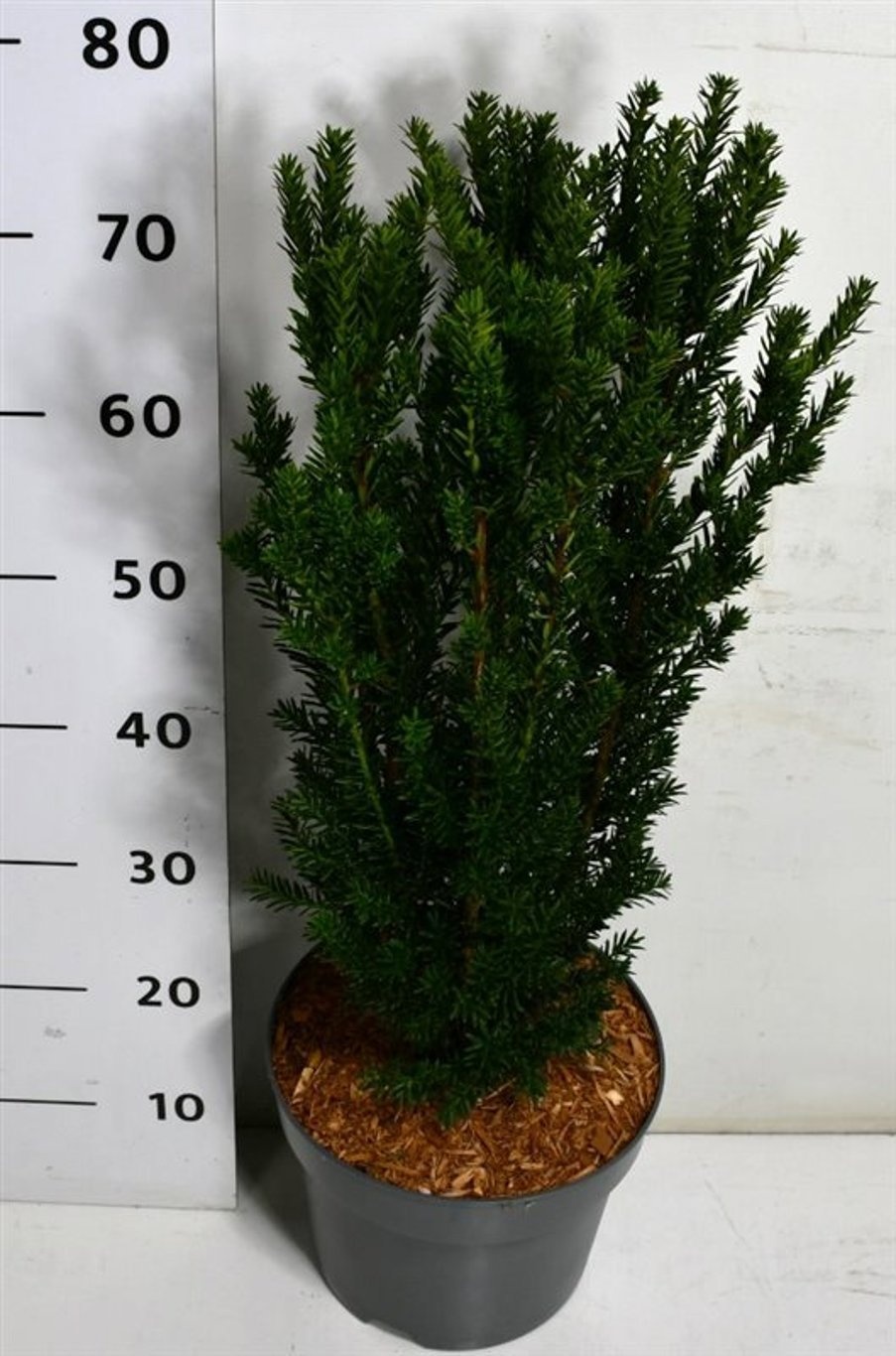 Taxus media 'Hillii', D 26