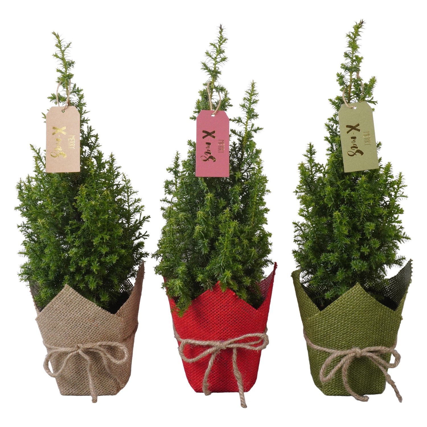 PTK261001 Top Point, D 13