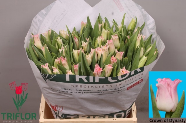 Тюльпан Краун Династия, шт. Тюльпан Краун Династия, шт.