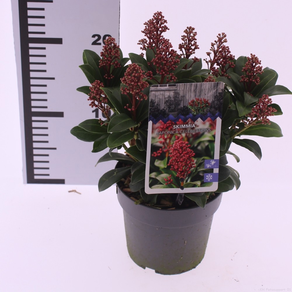 Skimmia japonica 'Celebrations', D 13 cm