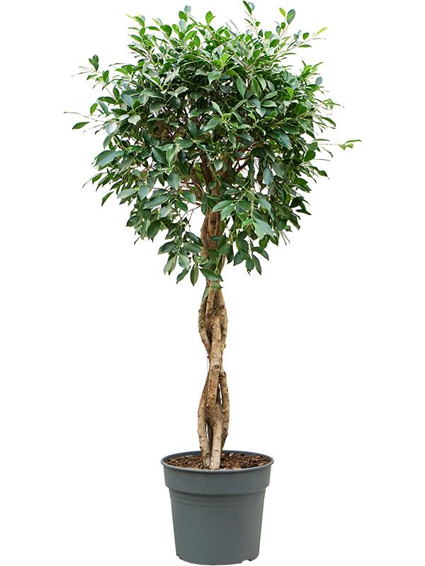 Ficus microcarpa ?Nitida?, D 38