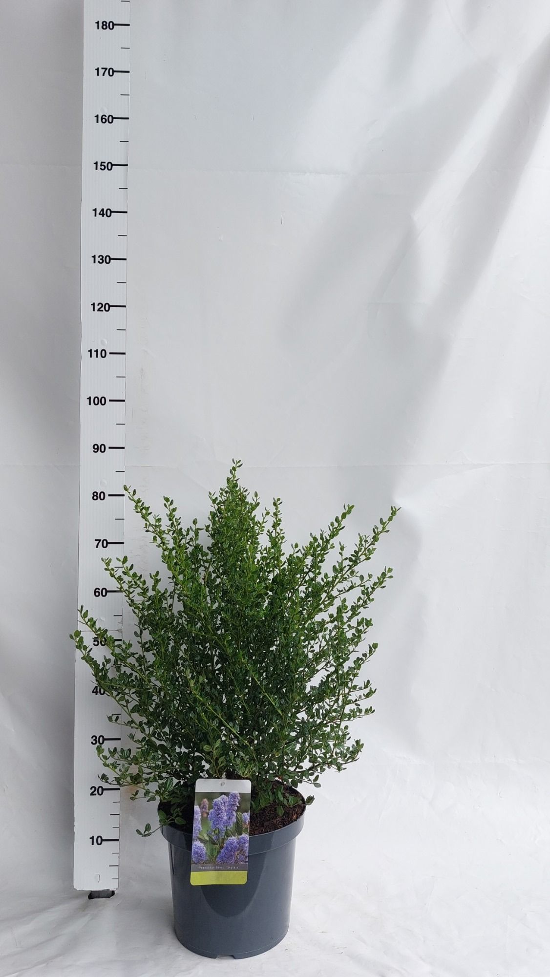 Ceanothus thyrsiflorus 'Skylark', D 30