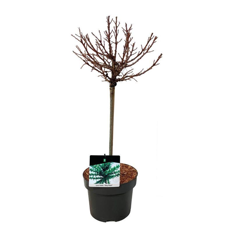 Larix kaempf. 'Grey Pearl', D 23 cm