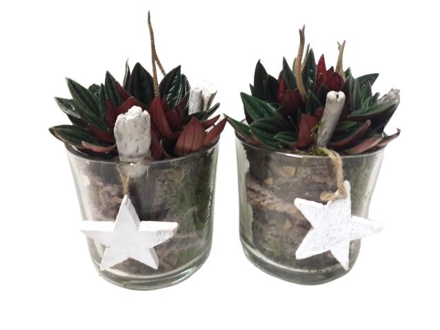 633 ROS Cil.Glas Pep. Rosso Kerst, D 13