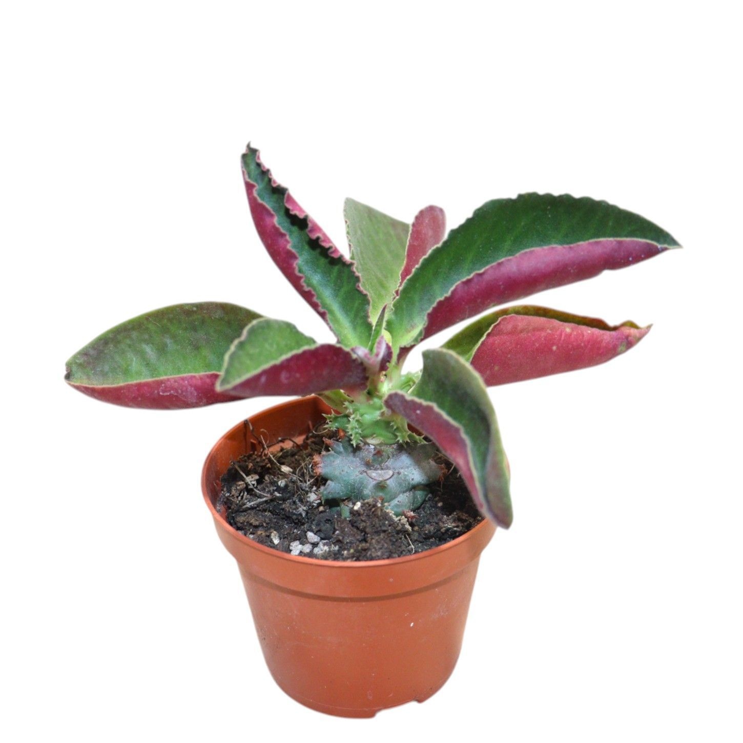 Monadenium Magnificum, D 8,5 cm