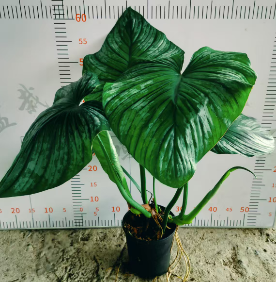 Филодендрон Маранта леуконеура 18 55-60 18 55