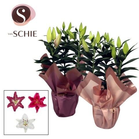 Oriental Mix p17 Rondella BLUSH, D 17