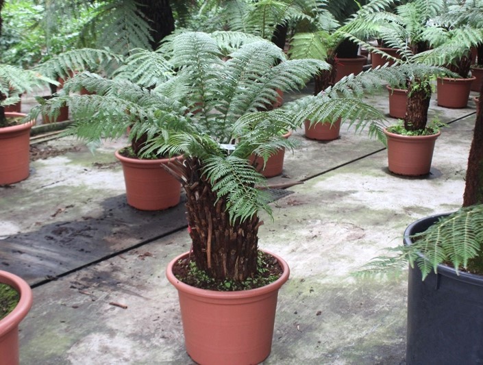 Dicksonia antarctica, D 55