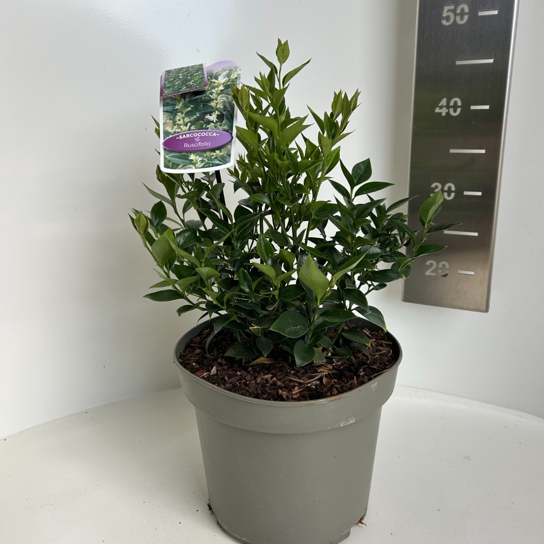 Sarcococca ruscifolia, D 23 cm