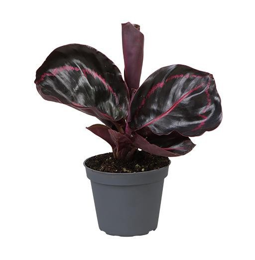CALATHEA ROSEOPICTA 5394 DOTTIE, D 6 cm CALATHEA ROSEOPICTA 5394 DOTTIE, D 6 cm