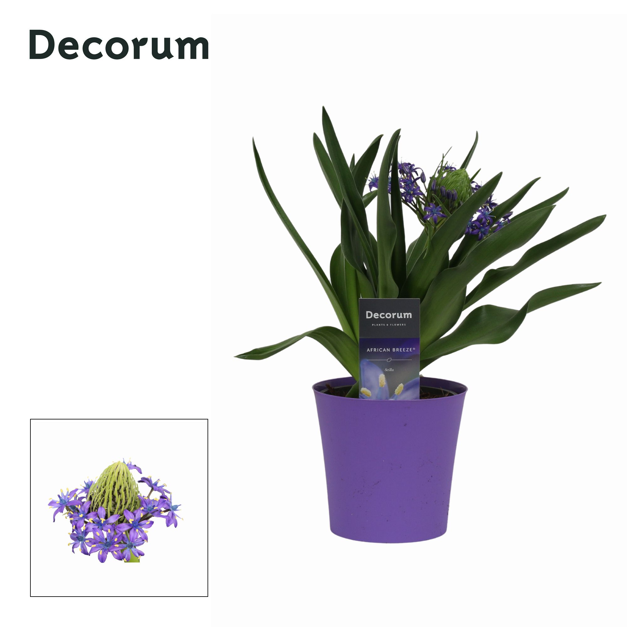 Scilla Peruviana in Ompot Linge (Decorum), D 12