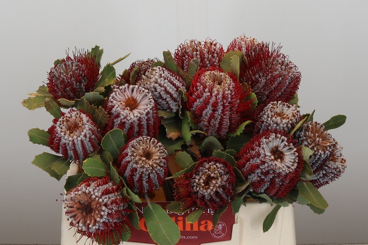 Банксия Кочинея 35, шт.