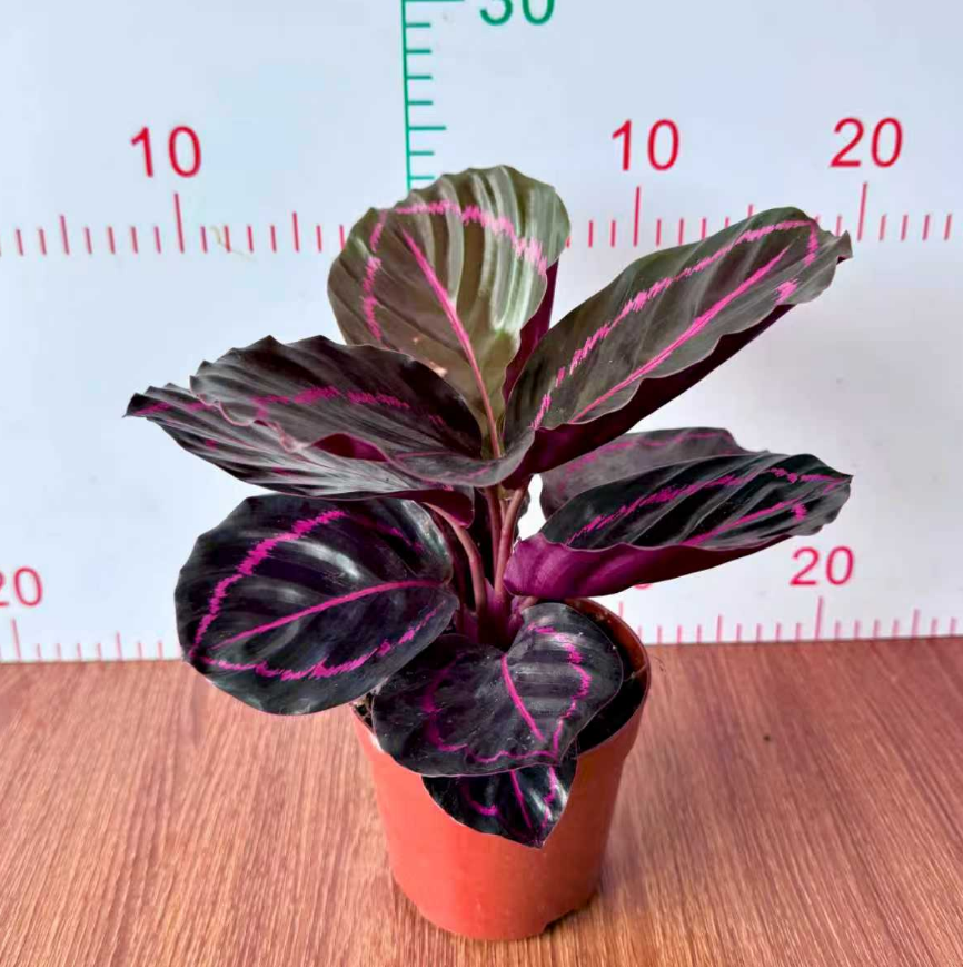 Калатея розеопикта дотти 11 25