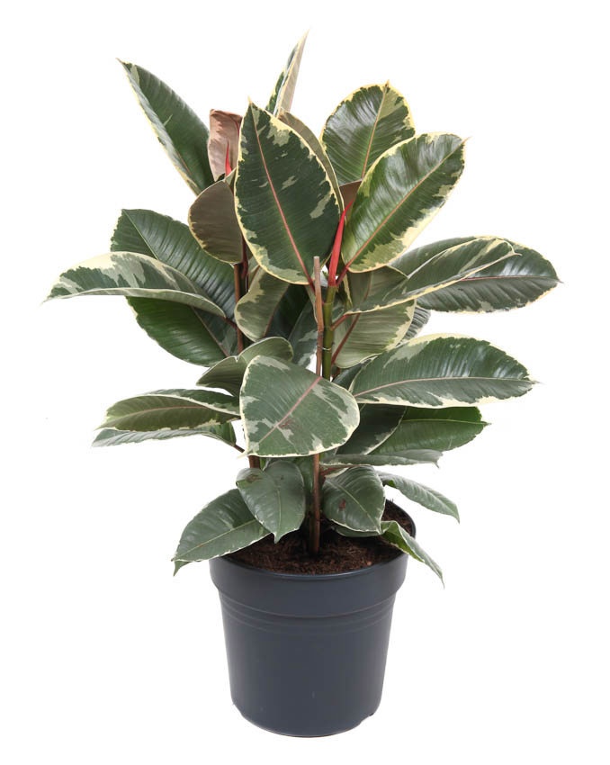 Ficus Elastica Tineke 3PP P27, D 27