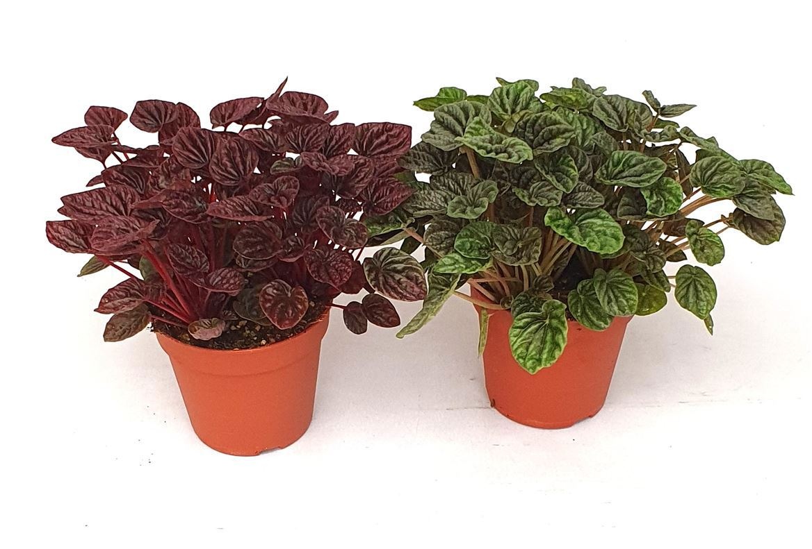 Peperomia caperata gemengd, D 15