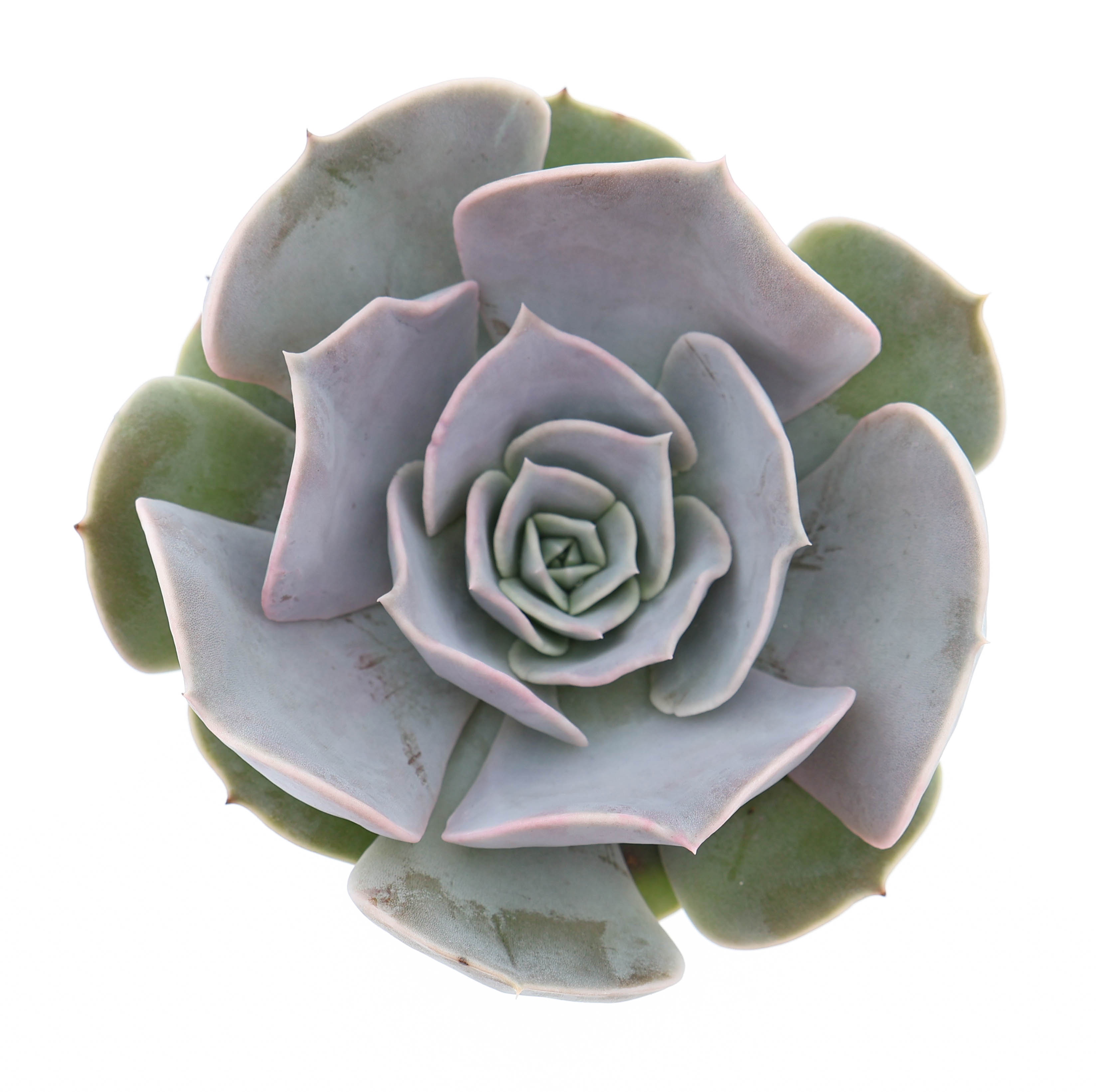 Echeveria pollux, D 8,5