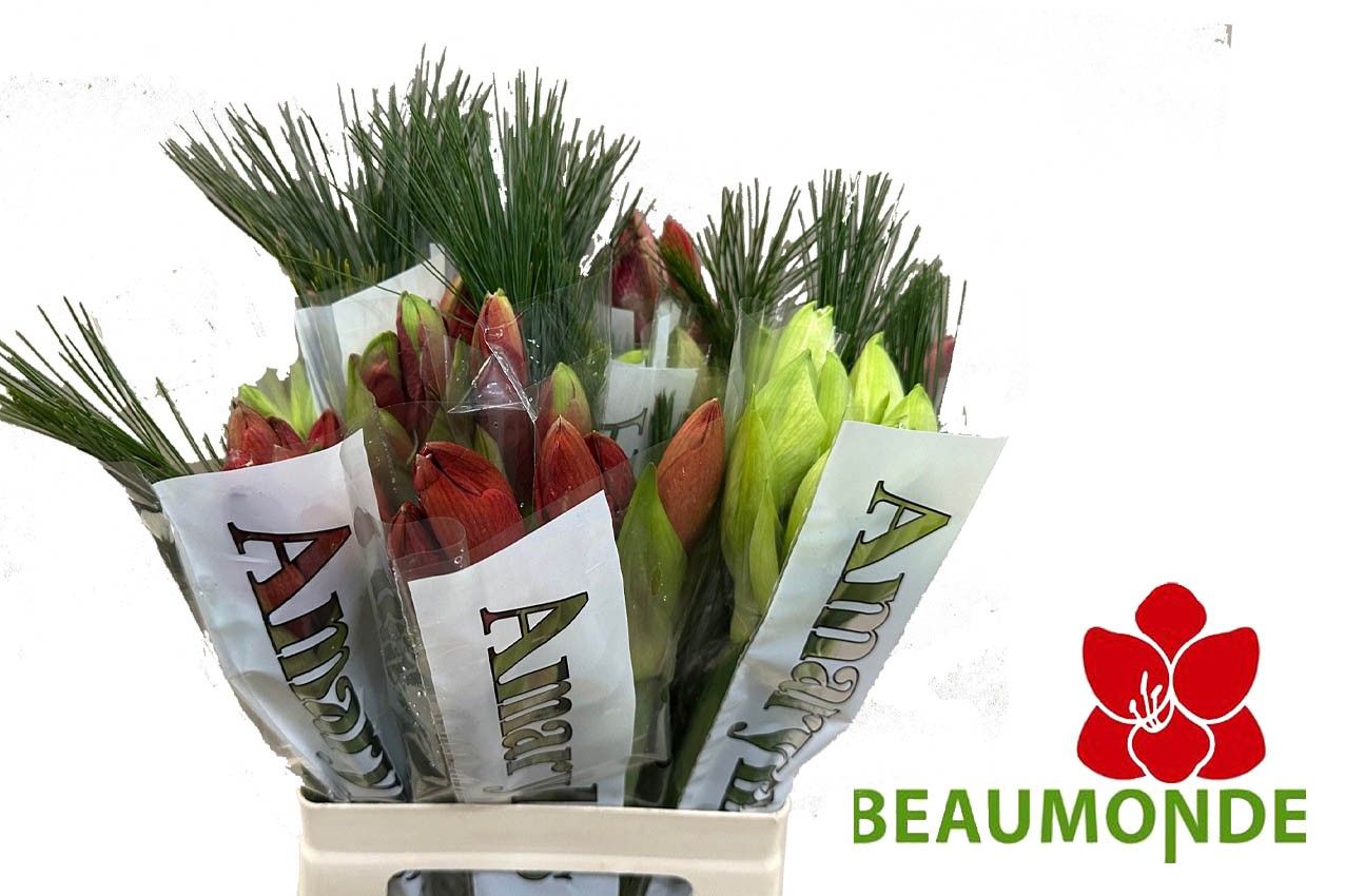 Амарилис Микс, шт.