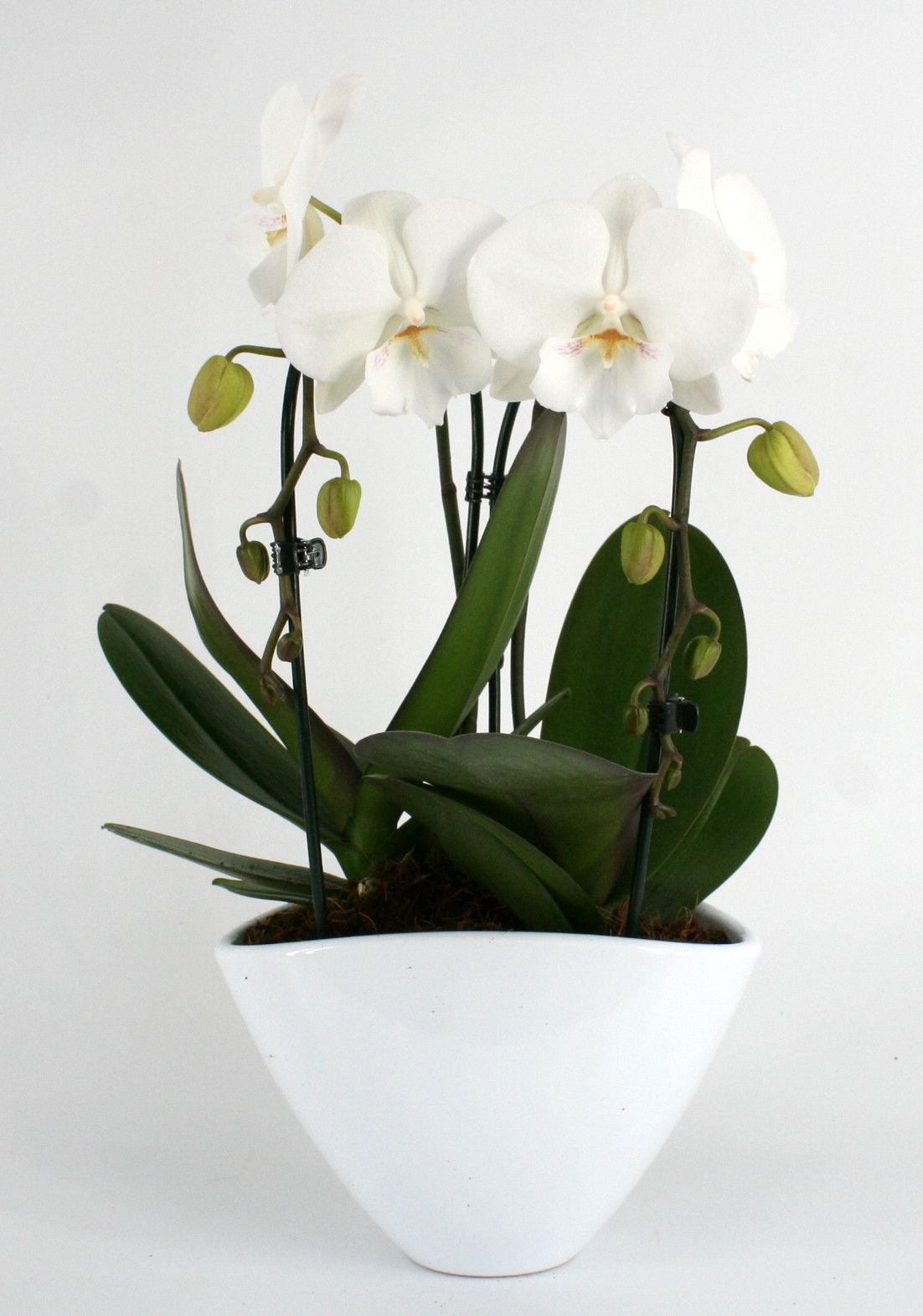 Phal. 2 tak 'Cascade' 9 cm Topf 'Table Dance' in Keramikschale, D 17