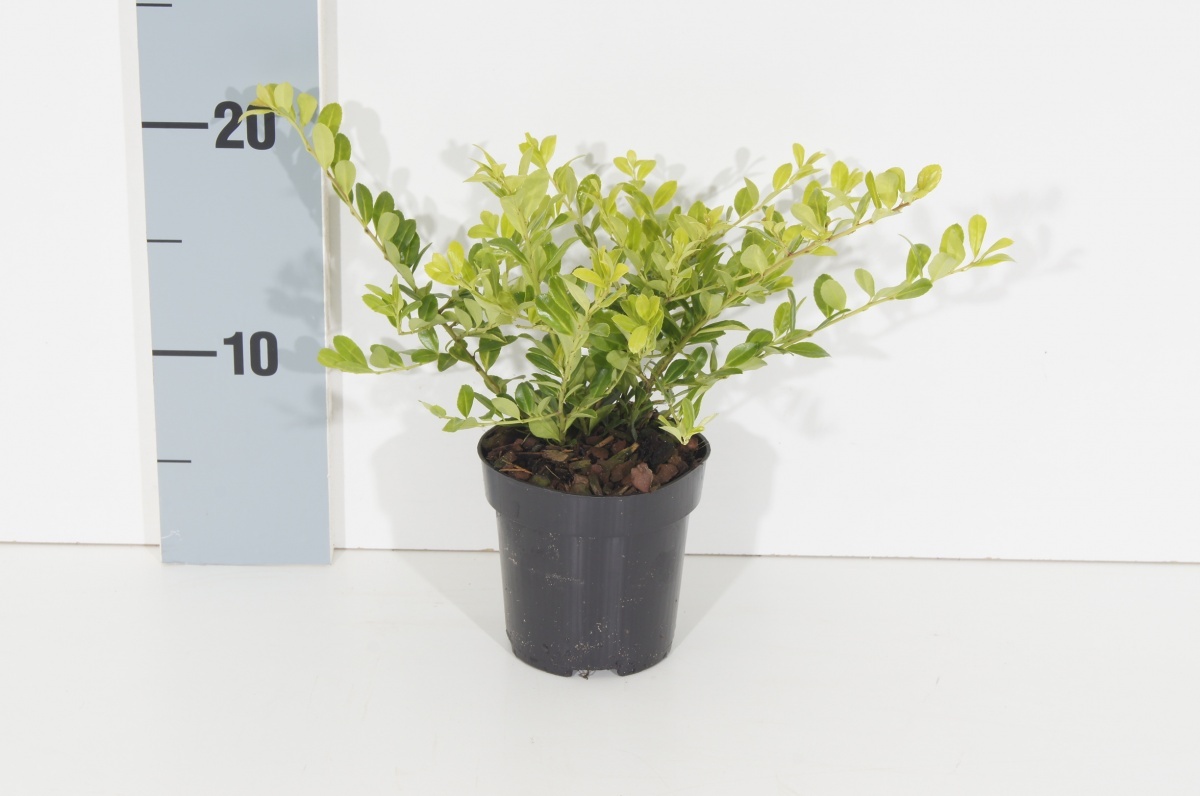 Ilex crenata 'Golden Gem', D 9,5