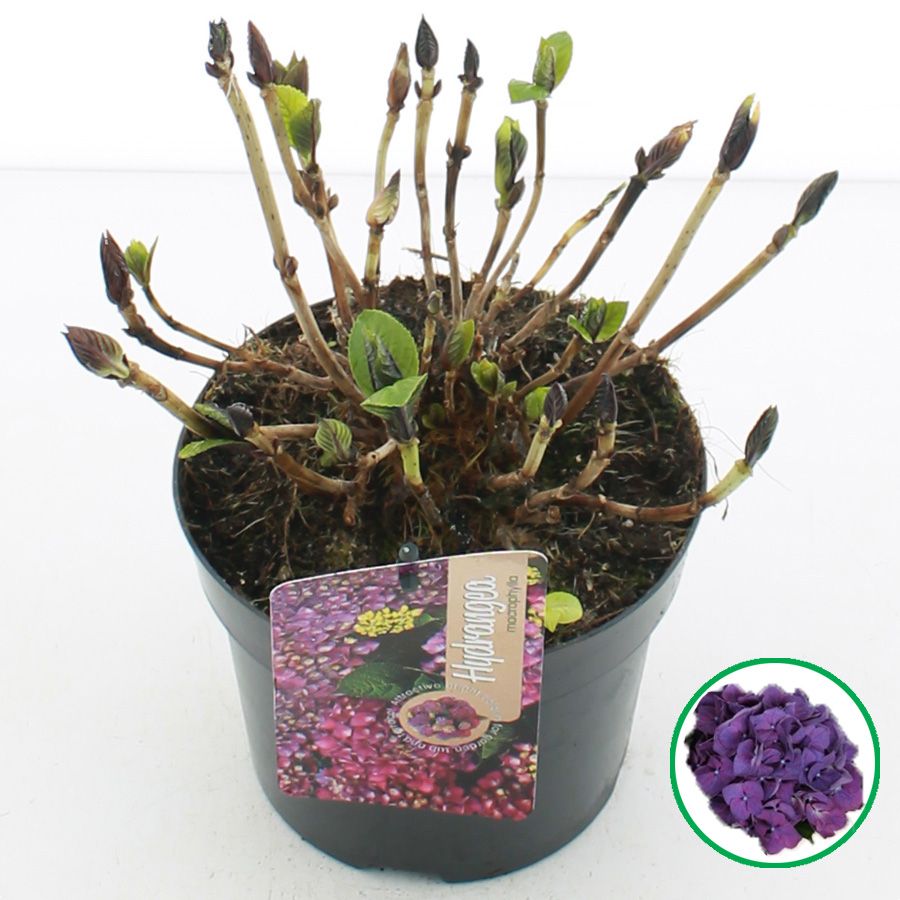 Hydrangea macr. Paars C2 (17cm.), D 17