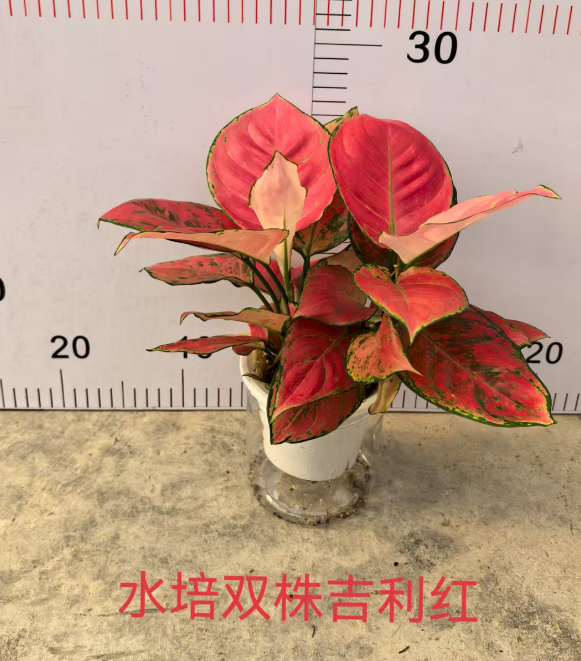 Аглаонема Гидропоник Твин Лаки Ред 11 25